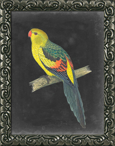 Dramatic Parrots I-VI - Framed
