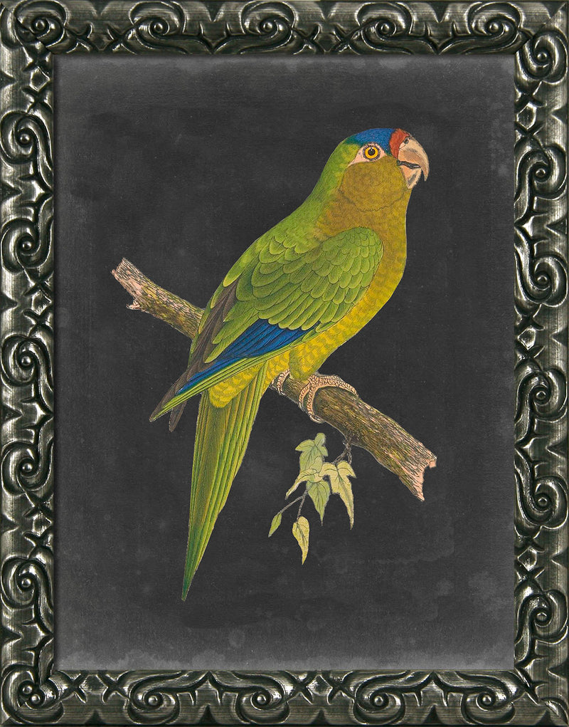 Dramatic Parrots I-VI - Framed