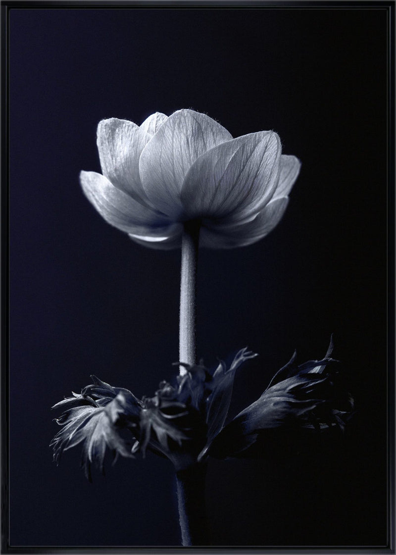 Single Flower by Incado - Framed