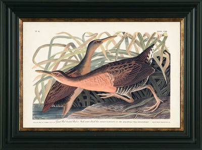 Waterbirds I-X by James Audubon - Framed