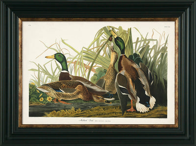 Waterbirds I-X by James Audubon - Framed