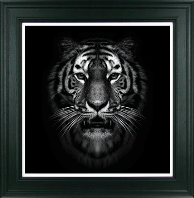 Zebra, Giraffe, Tiger & Lion Stare I-IV - Framed